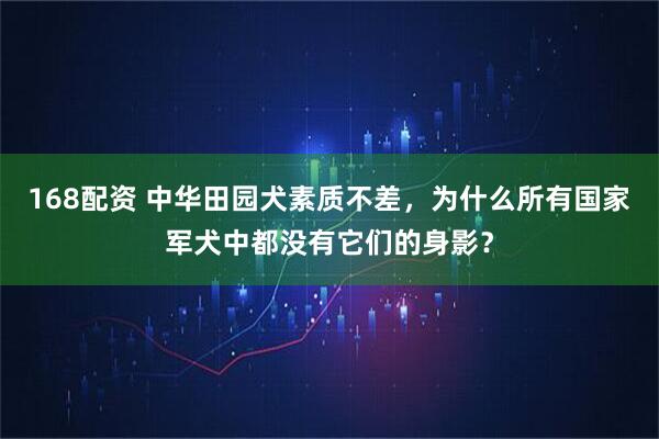168配资 中华田园犬素质不差，为什么所有国家军犬中都没有它们的身影？
